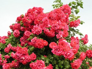 Varieties and types of roses