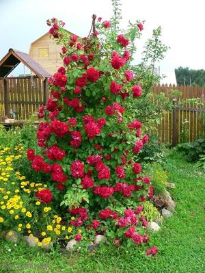 How to plant climbing roses