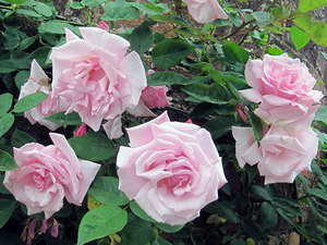 Beautiful climbing roses