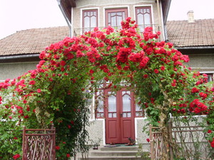 Climbing roses winter-hardy varieties