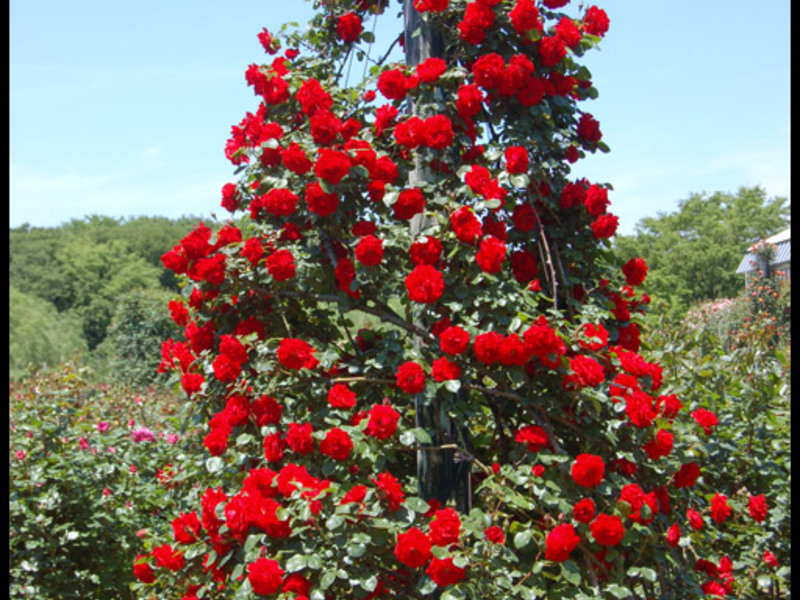 How to grow a climbing rose