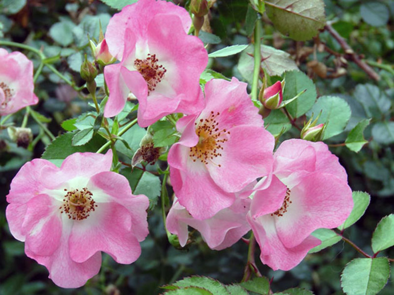 Using the climbing rose