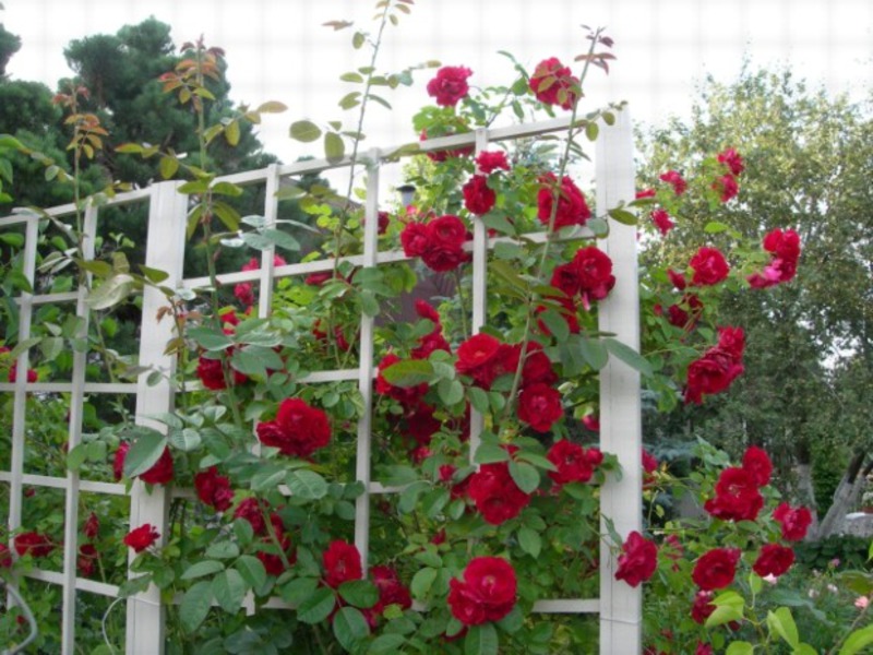 Climbing and curly roses