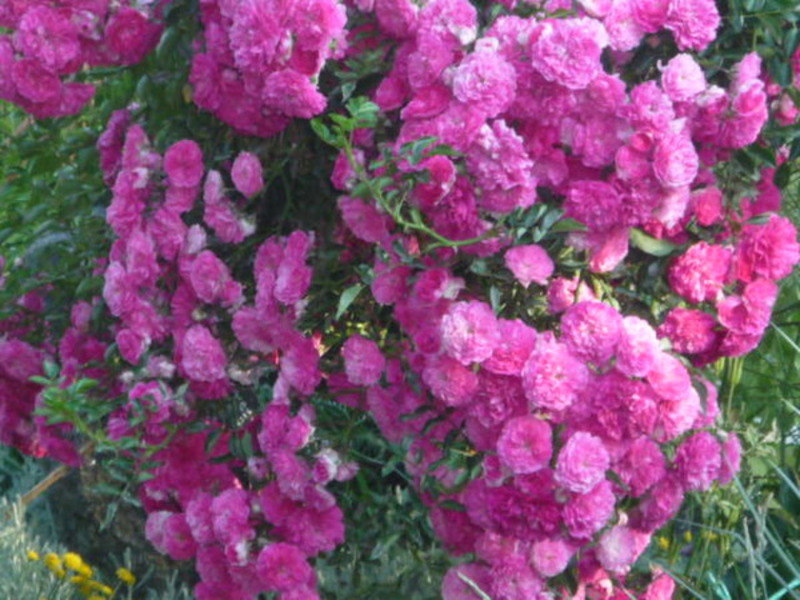 Climbing roses winter-hardy varieties