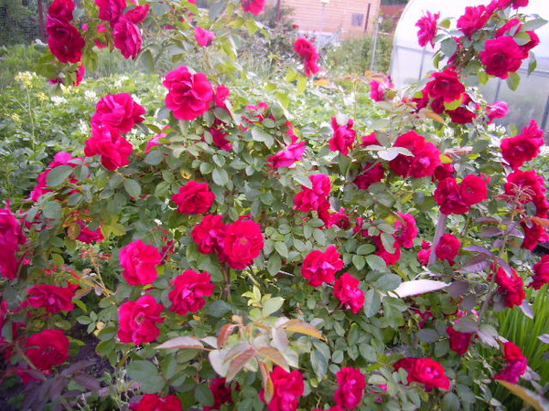 Beautiful climbing roses