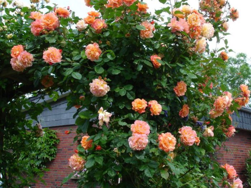 Growing climbing roses