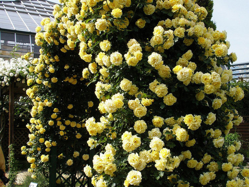 Climbing and curly roses