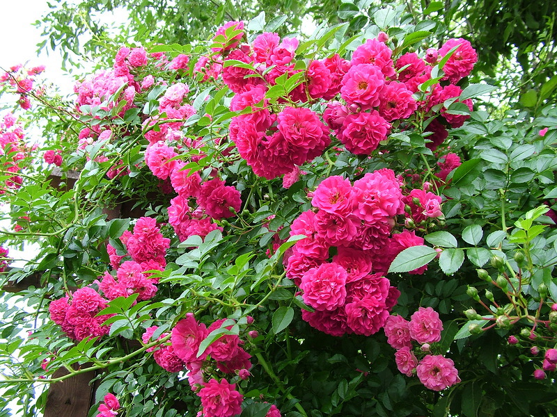 Beautiful climbing roses