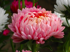 Watering asters