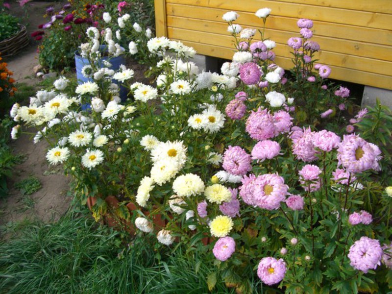 Aster flowers autumn beauties