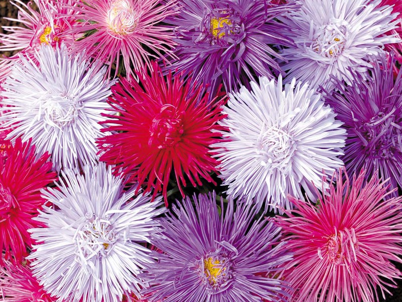 Beautiful asters