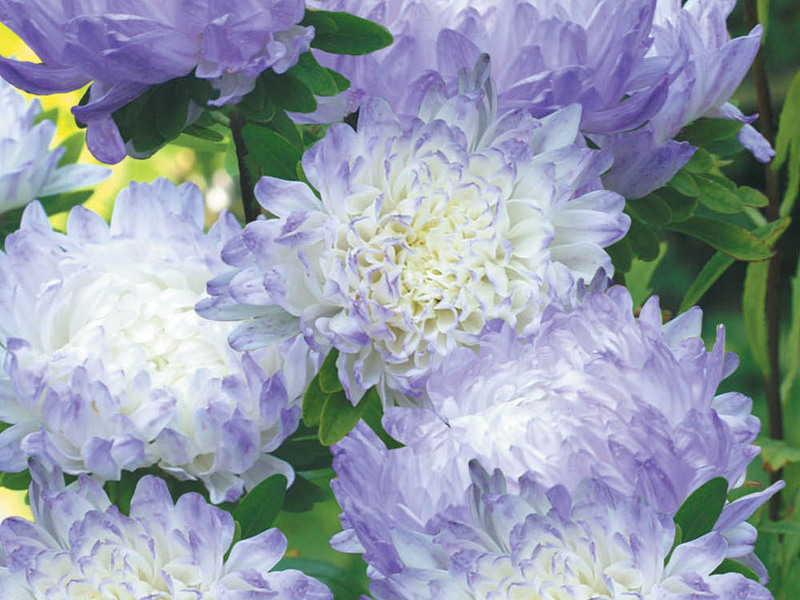 How to propagate asters