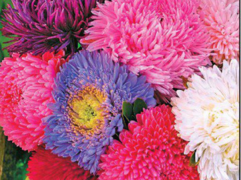 Varieties of aster varieties