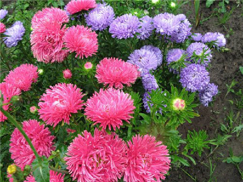 How to grow asters in the garden