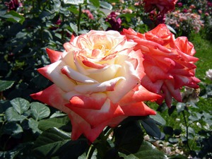 Hybrid tea roses