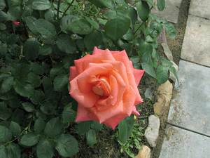 Description and varieties of hybrid tea roses