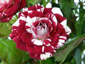 Hybrid tea