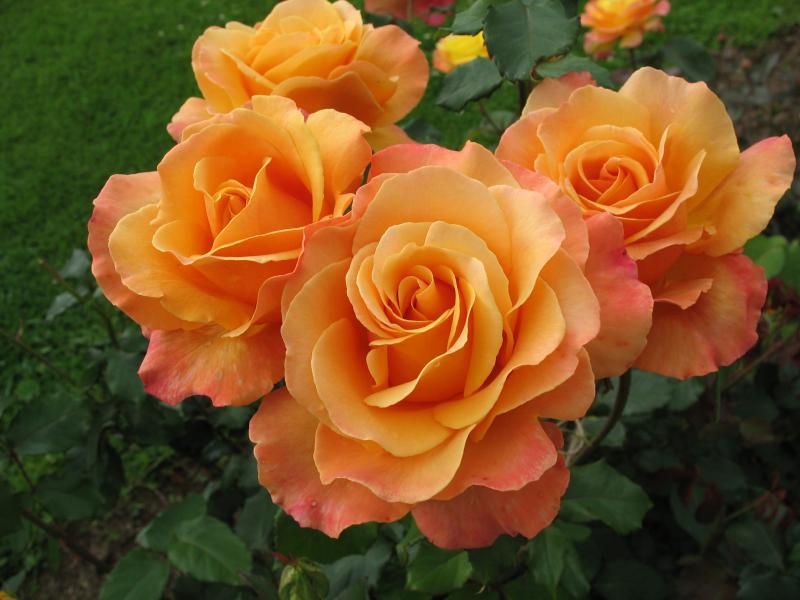 The best varieties of roses