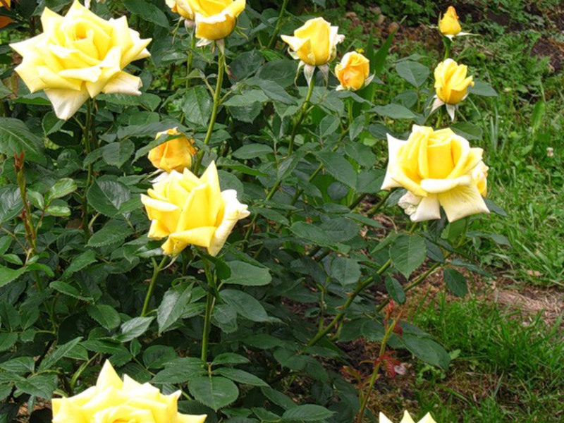 Variety of existing roses