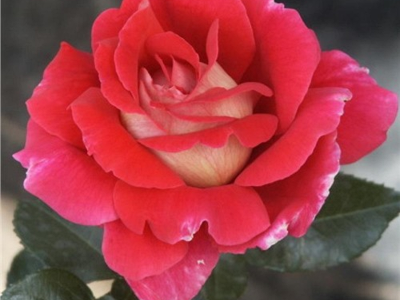 Description and varieties of hybrid tea roses