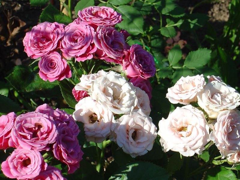 Hybrid tea roses