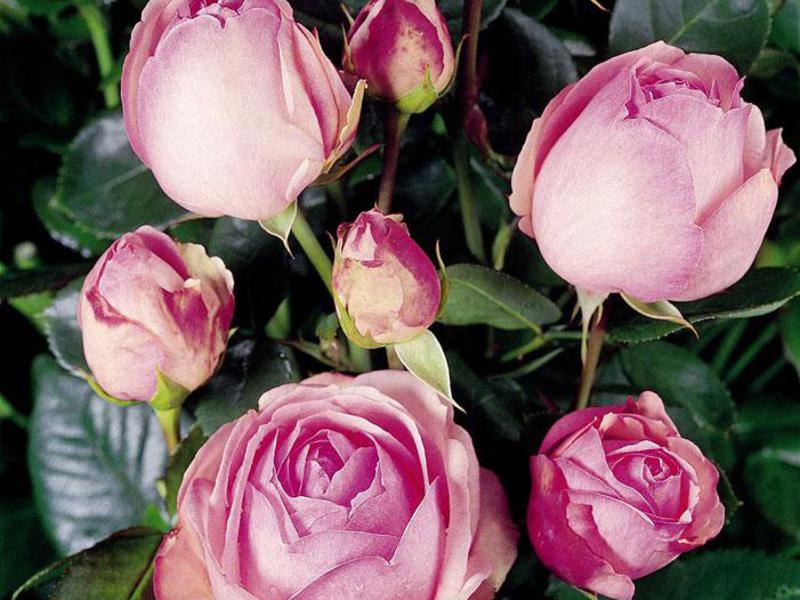 How to plant a tea rose