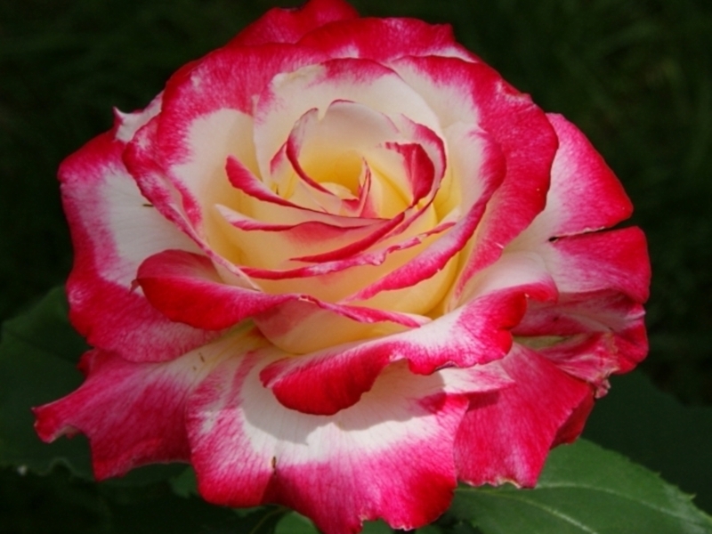 Description and varieties of hybrid tea roses