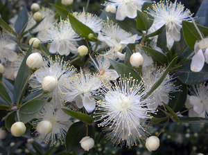 Blooming myrtle in the room will be a real decoration.