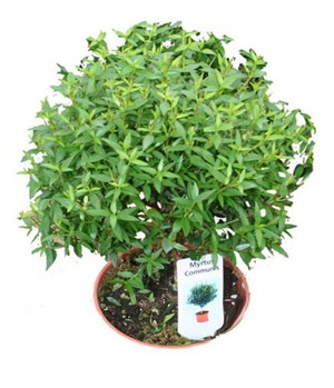 Indoor myrtle (Myrtus) is an ornamental pot plant.