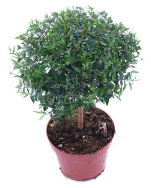 Indoor myrtle in a pot - photo of a plant.