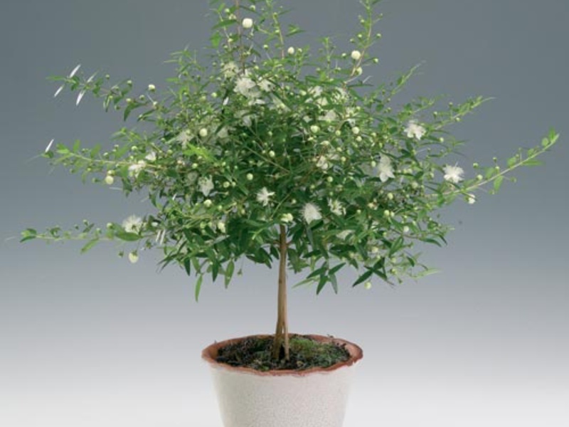 Myrtle bansai are beautiful indoor trees.