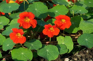 How to grow nasturtium