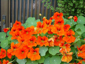 Conditions for growing nasturtium