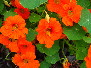 What does a nasturtium flower look like?