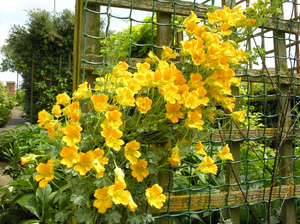 Caring for nasturtium