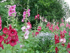 Mallow is another name for rose stem.