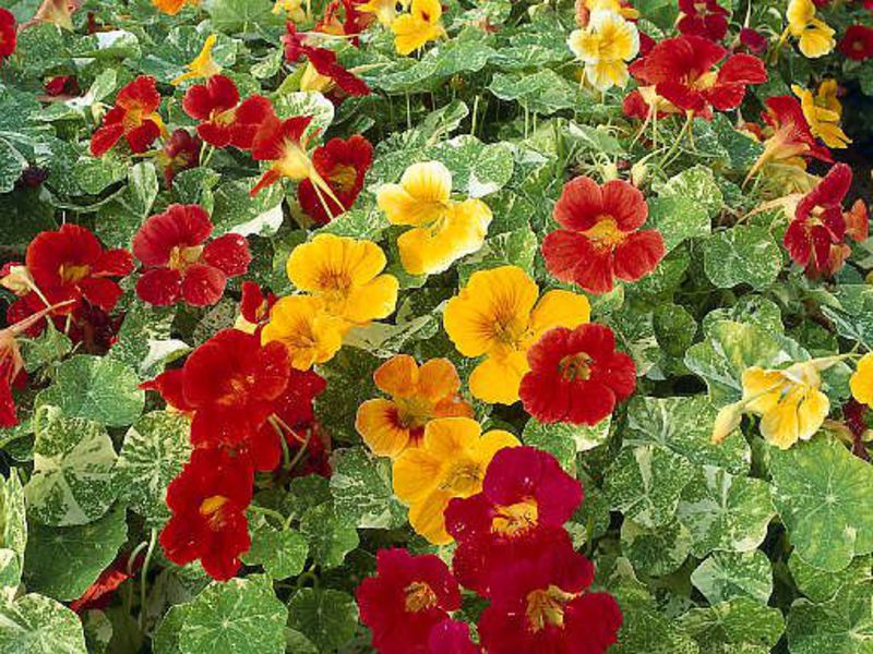 What are the varieties of nasturtium