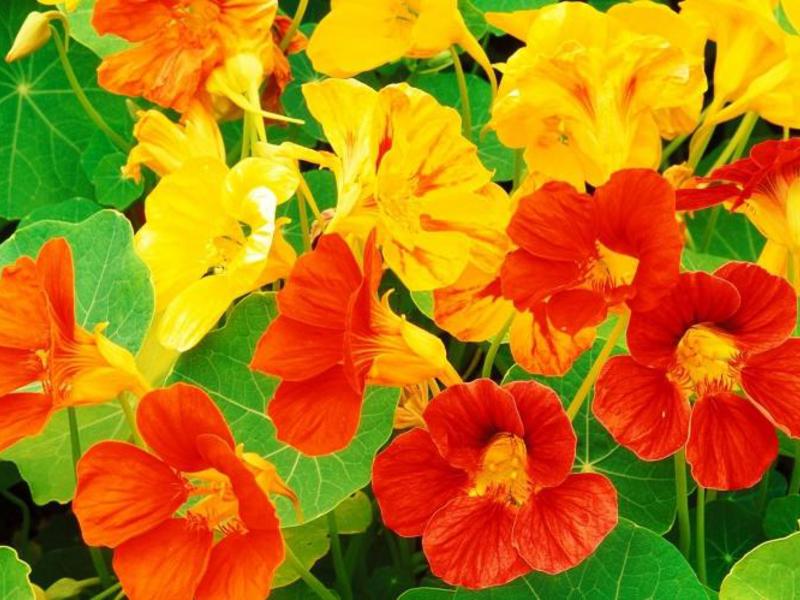 Diseases of nasturtium