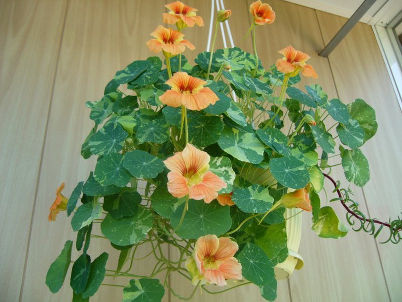 Annual plant nasturtium