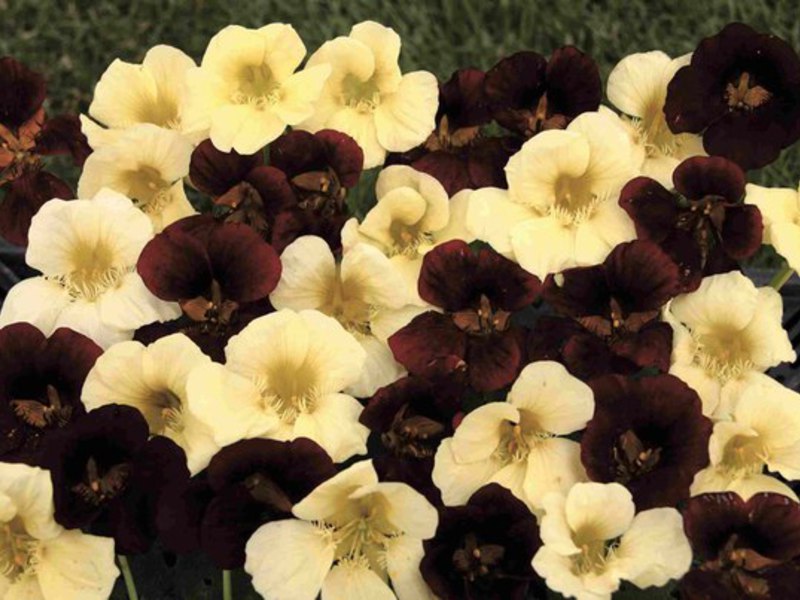 Large nasturtium