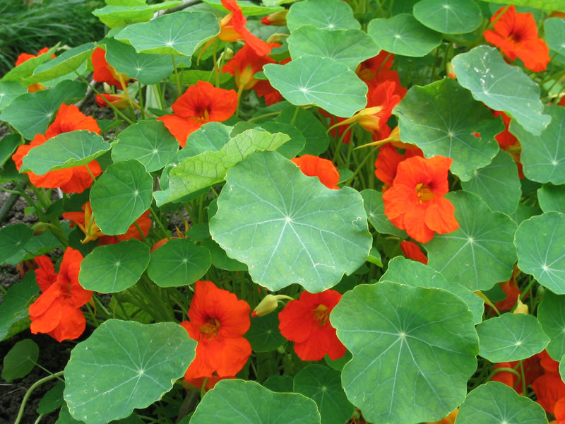 Nasturtium color