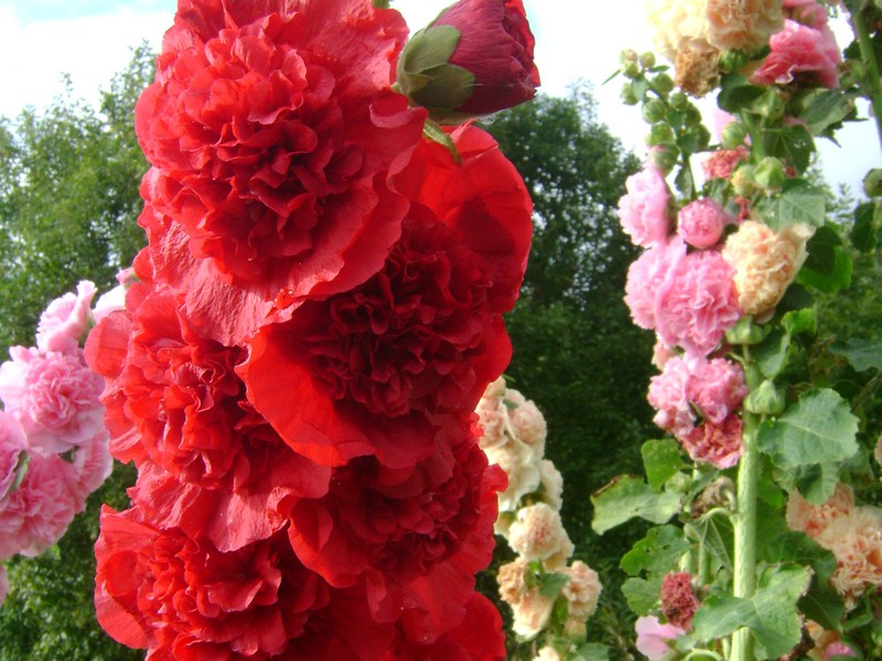 The stem of the rose is very lush and bright.