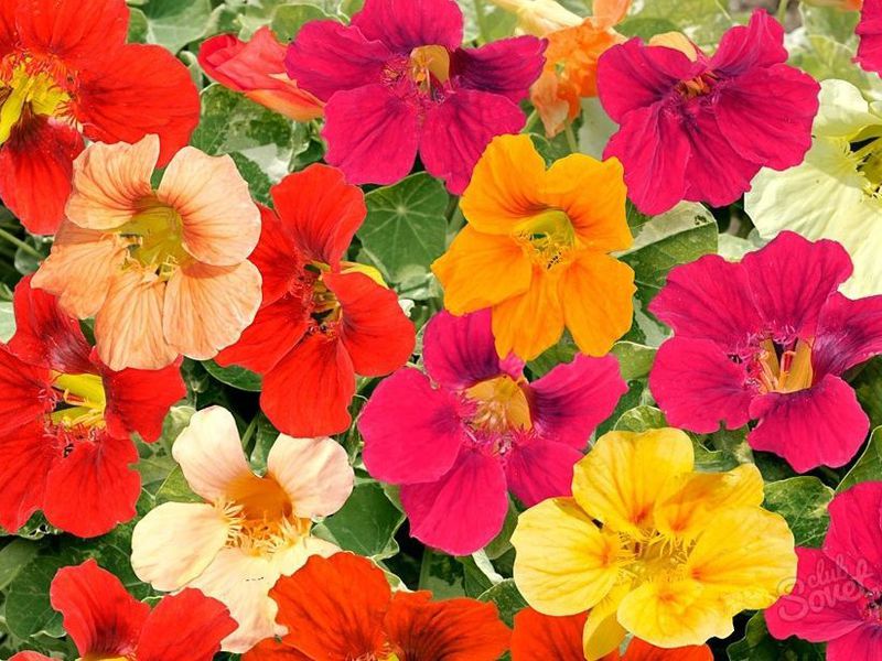 Planting nasturtium in open ground