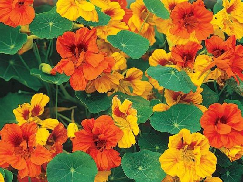 Nasturtium in the garden