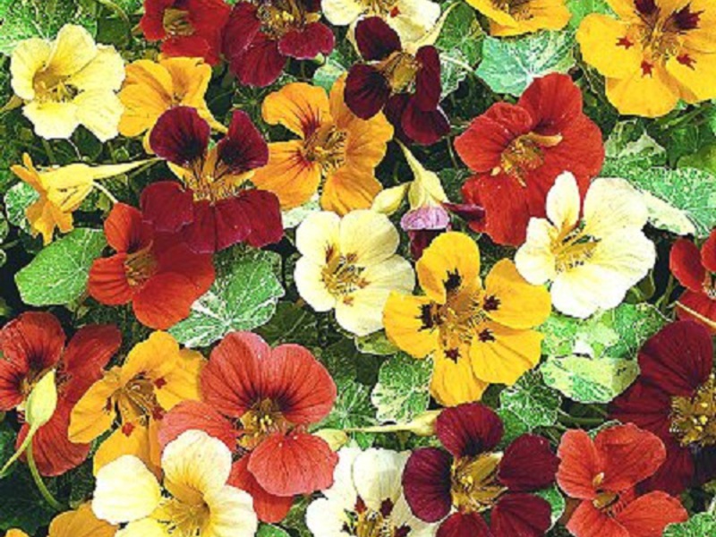 Reproduction of nasturtium