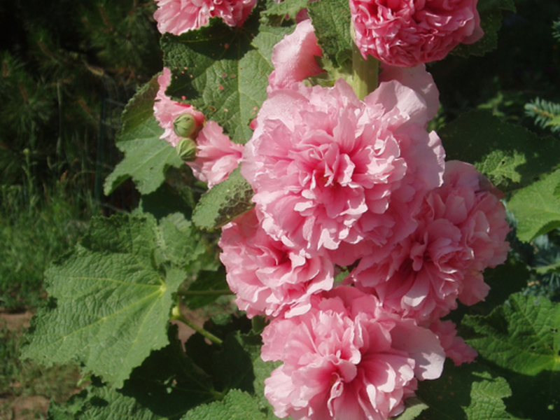 Stock-rose or Mallow is a garden plant that is very popular in our latitudes.