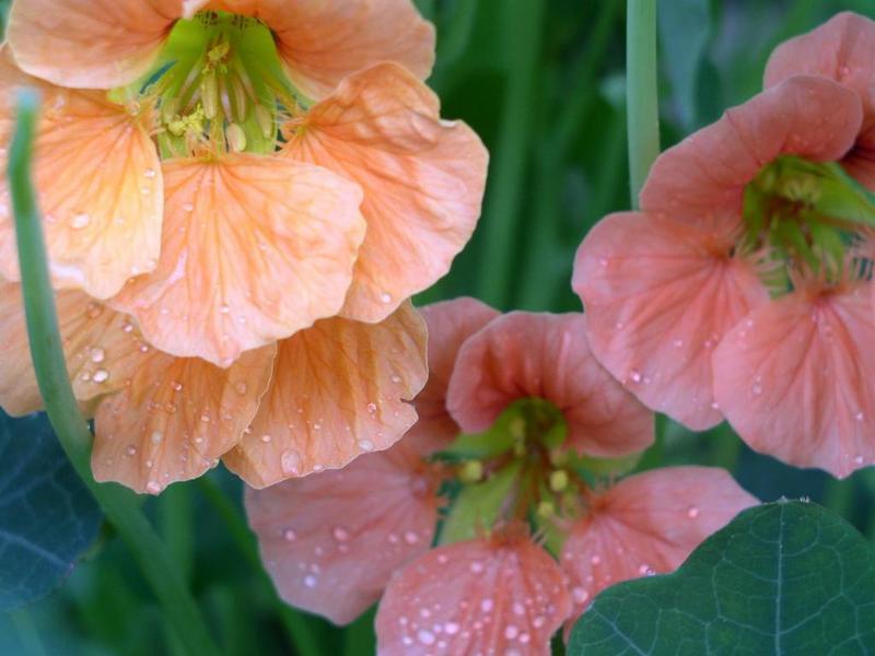 How to plant nasturtium