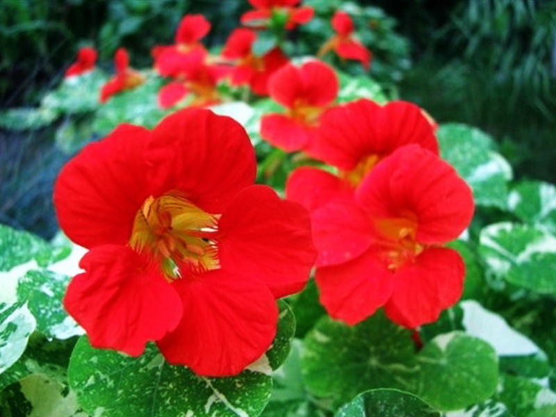 Description of nasturtium flower