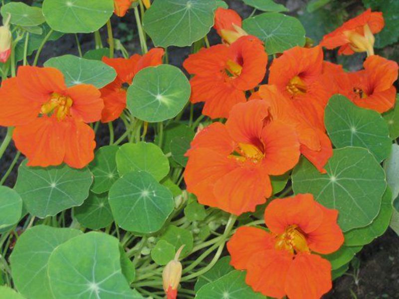 Diseases of nasturtium