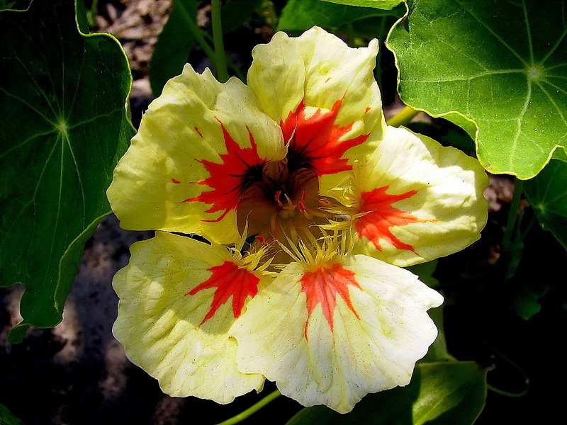 Pests of nasturtium